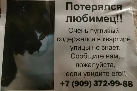 Пропала кошка, Кубанская улица, 33 к2, Астрахань - photo