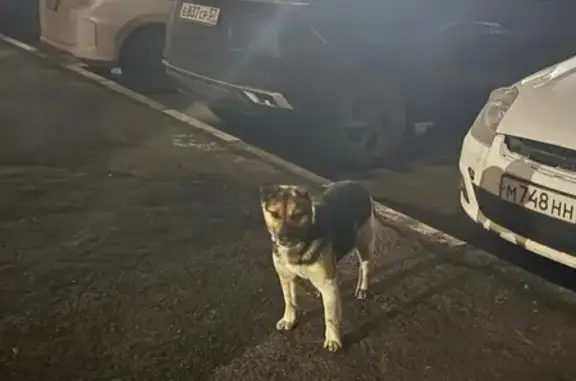 Найдена собака, Орёл, фото: Найдена собака, улица Андрианова, 35к1, городской округ Орёл - бегает по району ЖК Андриановский