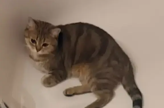 Пропала кошка, улица Луначарского, 240/7, Екатеринбург - золотистая шиншилла - photo