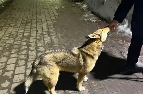 Найдена собака, Киров, фото: Найдена собака, Октябрьский проспект, Киров - молодая девочка фонотип лайки