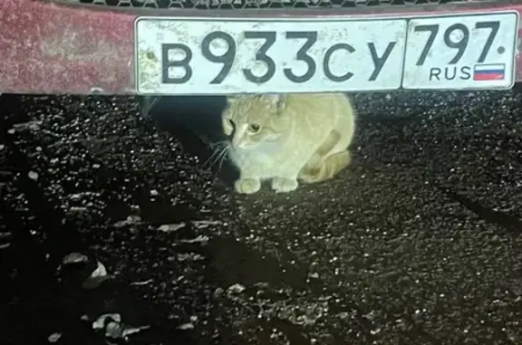 Найдена кошка, Москва, фото: Найдена кошка, Строгинский бульвар, 4 к1, Москва - жадно ест корм, видно домашняя