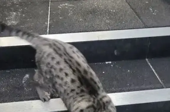 Найденные животные Якутск, фото: Найдена кошка, улица Винокурова, 25, Якутск