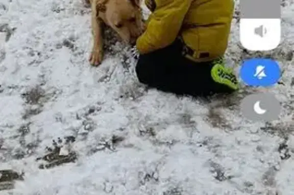 Пропала собака, Ярославская улица, 8, Михайловск - помесь лабрадора и овчарки - photo