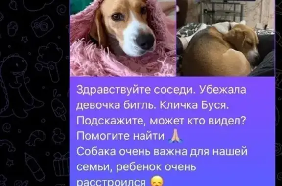 Пропала собака, девочка бигуль, Успех 11, 26, Ставрополь - photo