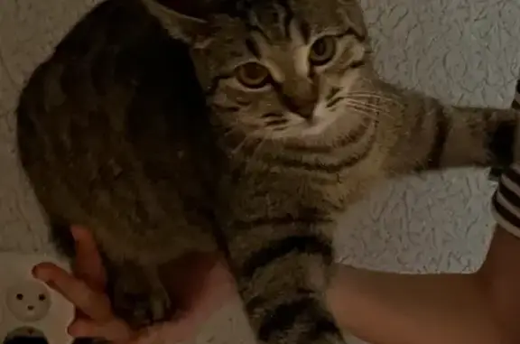 Пропала кошка, ЗАТО Светлый - photo