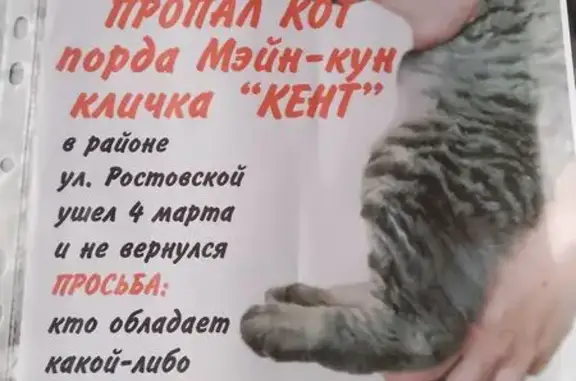 Пропал кот, Ростовская улица, 38, Омск - серого окраса - photo