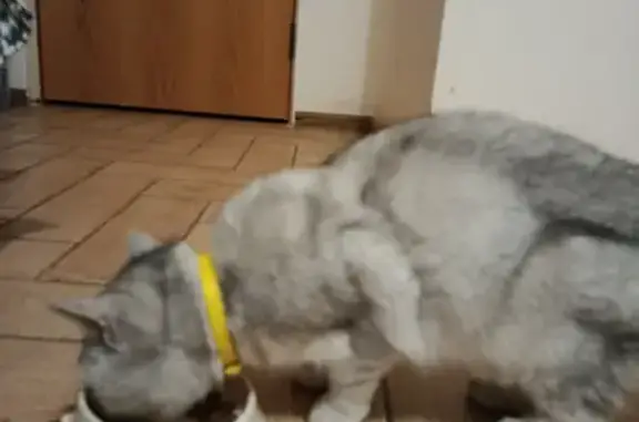 Найденные животные Абинск, фото: Найдена кошка, Республиканская улица, 52, Абинск - искала хозяина