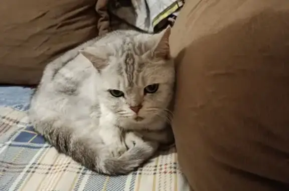 Найдена кошка, Абинск, фото: Найдена кошка, Республиканская улица, 52, Абинск - искала хозяина