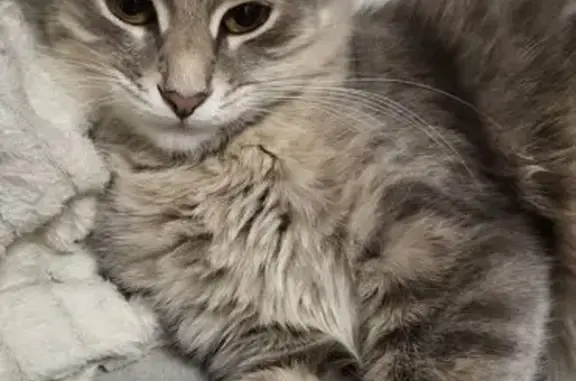 Пропала кошка, Адмиралтейская улица, Казань - photo