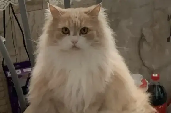 Пропала кошка, мужской, Советская улица, 1, Клинцы - персиковый, крупный и пушистый - photo