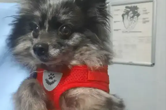 Объявления о пропавших и найденных животных, Санкт-Петербург, фото: Найдена собака, проспект Просвещения, Санкт-Петербург - померанский шпиц мраморного окраса