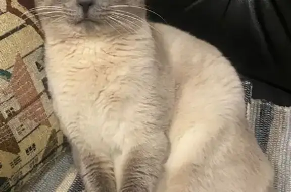 Пропал кот, 64, Пенино - сиамский, светло-бежевый с темно-серой мордой - photo