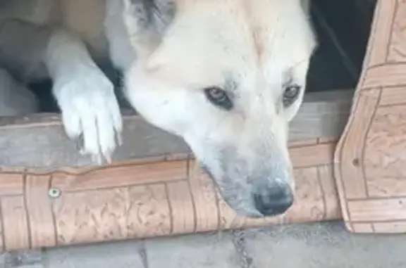 Пропала собака, Волоколамское шоссе, Покровское - рыже-белый - photo