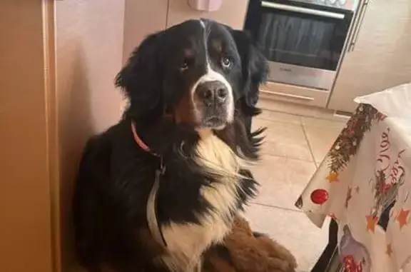 Пропал собака, Рублёвское шоссе, Москва - черный с белой полоской на лбу - photo