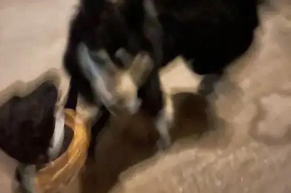 Найдена собака, Москва, фото: Найдена собака, Уральская улица, 12/21, Москва - без ошейника, общительная