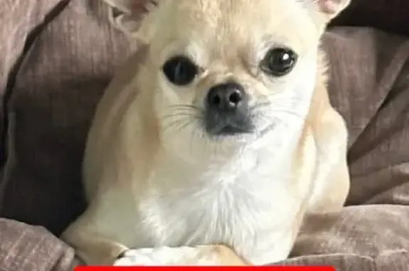 Пропала собака, женский пол, улица Вишневского, 23, Калуга - светло бежевая с белыми пятнами - photo