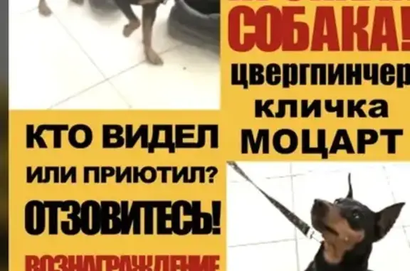 Пропала собака, Мореходная улица, Новороссийск - девочка породы цвергпинчер - photo