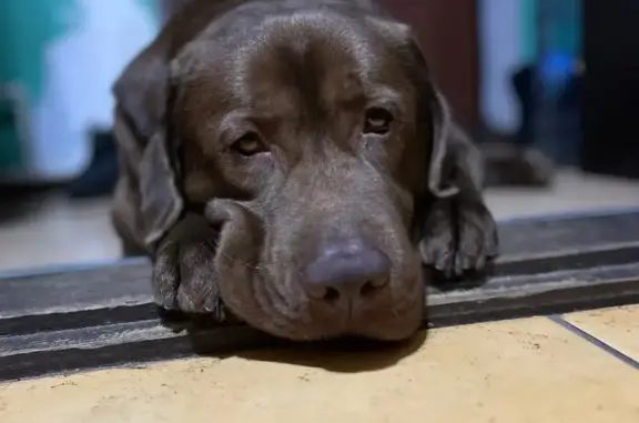 Пропал собака, Крутоберезка, Новозыбков - помчала за бродячими собаками - photo
