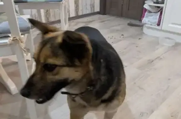 Найдена собака, Орёл, фото: Найдена собака, улица Андрианова, 31, Орёл - девочка с ошейником