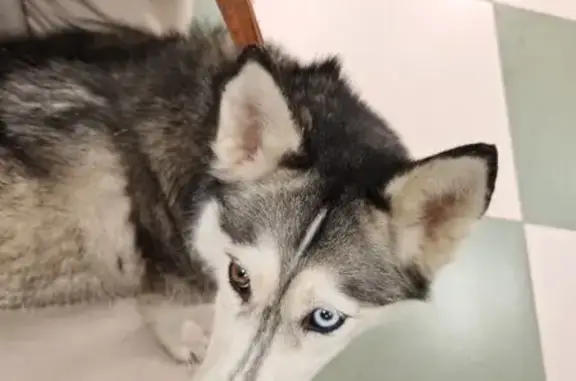 Найдена собака, Москва, фото: Найдена собака, Вильнюсская улица, 3 к1, Москва - хаски с разноцветными глазами