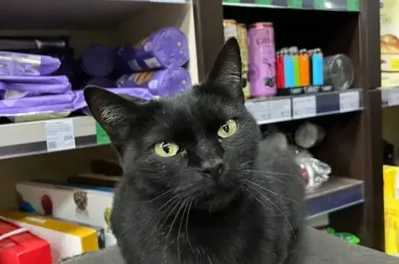 Найдена кошка, Ростов-на-Дону, фото: Найдена кошка, улица Мечникова, 59, Ростов-на-Дону - черный окрас, светло-зеленые глаза