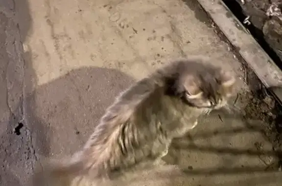 Объявления о пропавших и найденных животных, Люберцы, фото: Найдена кошка, улица Попова, 8, Люберцы - доверчивая и ухоженная