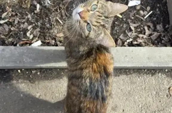 Найдена кошка, Москва, фото: Найдена кошка, проспект Андропова, Москва - трехцветная с зелеными глазами