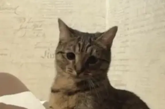 Пропала кошка, проспект Шаумяна, Санкт-Петербург - Мия иногда сидит, как на третьей фотографии - photo