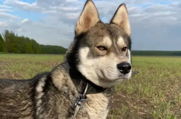 Пропал собака, Домодедово - метис хаски с полосатыми боками - photo