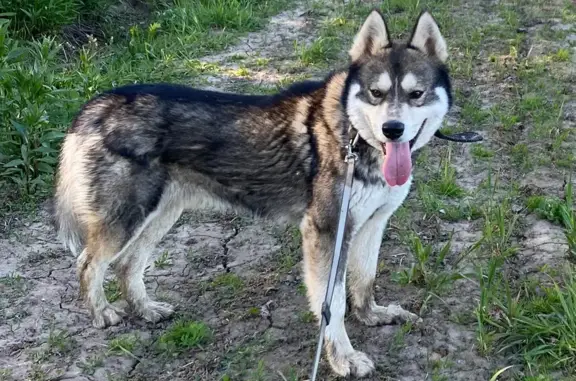 Пропал собака, Домодедово - метис хаски с полосатыми боками - photo