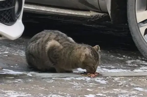 Найдена кошка, Хабаровск, фото: Найдена кошка, Комсомольская улица, 90, Хабаровск - полосатая и испуганная