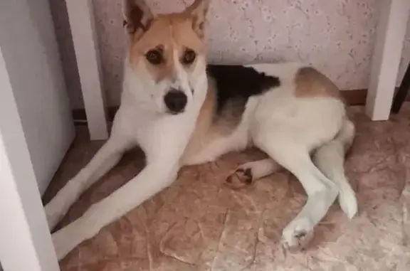 Пропал собака, Амурский бульвар, Хабаровск - белая с черными рыжими пятнами - photo