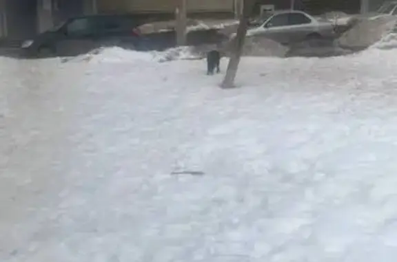 Найдена собака, Челябинск, фото: Найдена собака, улица 40-летия Победы, 39, Челябинск - молодая, черная