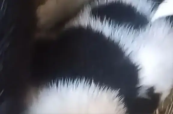 Пропал собака, Западная улица, 36, Челябинск - photo