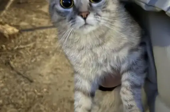 Найдена кошка, Самара, фото: Найден кот, Долотный переулок, 24, Самара - серый с рыжими пятнами