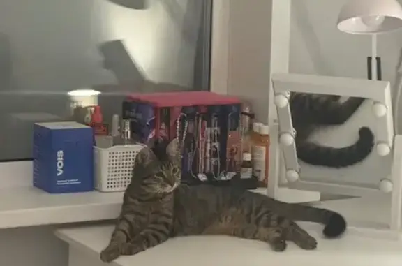 Найдена кошка, Пермь, фото: Найден кот, улица Голева, 12А, Пермь - ласковый и домашний