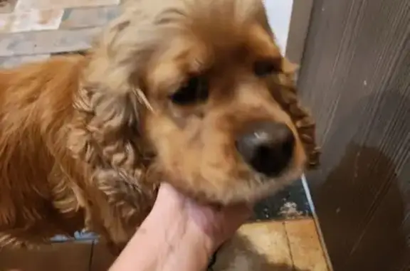 Найдена собака, Батайск, фото: Найден собака, улица Воровского, 67, городской округ Батайск - рыжий кокер спаниель