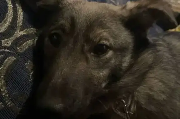 Пропала собака, Манерная улица, Калы, Сабинка - серый окрас и зеленый ошейник - photo