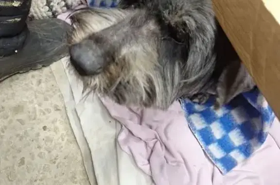 Найденные животные Шумятино, фото: Найден собака, сельское поселение Деревня Шумятино, Шумятино - слепой чёрный кобель