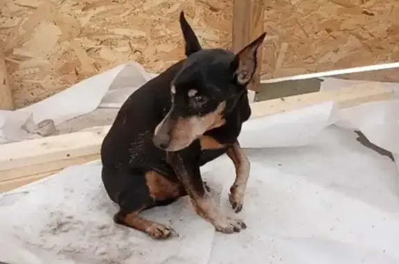 Найдена собака, Тополиный, фото: Найден пинчер, 13А, Тополиный - кобель с поврежденной лапой