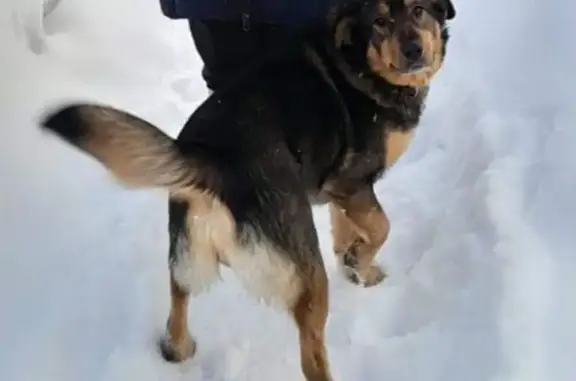 Объявления о пропавших и найденных животных, Подтесово, фото: Пропал собака, 04Н-353, Усть-Кемь, Подтесово - спина почти чёрная, живот светло рыжий