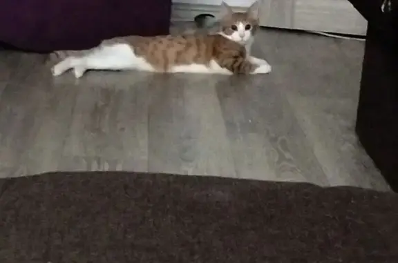 Пропал кот, Набережные Челны, Татарстан - бело-рыжий, отзывается на Мурзик - photo