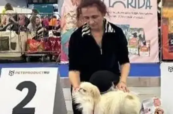 Пропал собака, Высотная улица, Деревянское - рыжего окраса - photo