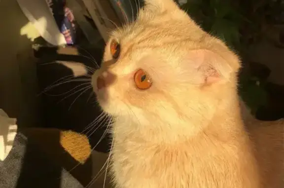 Пропала кошка, проспект 50 лет Октября, 58, Сызрань - пугливая, с ошейником - photo