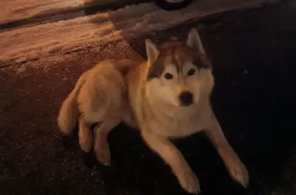 Найдена собака, Кусаковка, фото: Найден хаски, Кусаковка, Нижегородская область