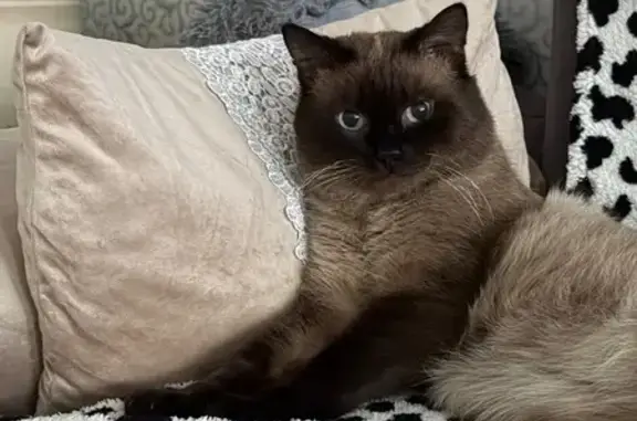 Пропал кот, 2-я Рудничная улица, Черемхово - тайская порода - photo