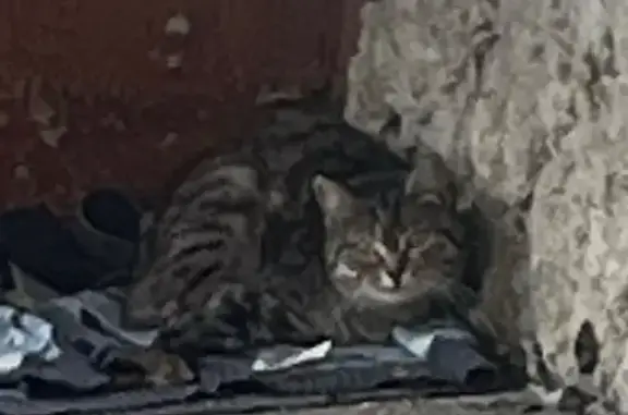 Найдена кошка, Екатеринбург, фото: Найдена кошка, улица Академика Бардина, 41, Екатеринбург - серый окрас