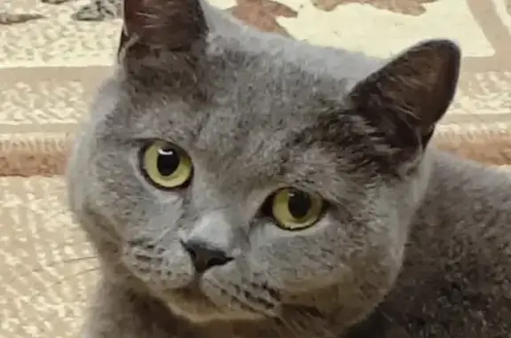 Пропала кошка, Югское — британка с шрамом на животике - photo