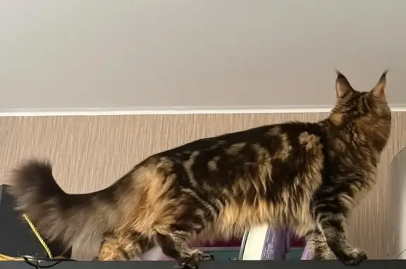 Пропала кошка, улица Художников Шуваловых, Кострома - photo