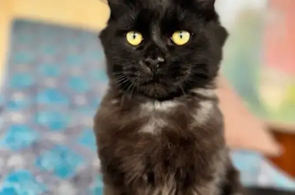 Пропал кот, улица Тукая, 14, Дмитриевка - photo